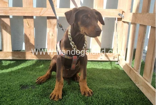 --doberman-129_4