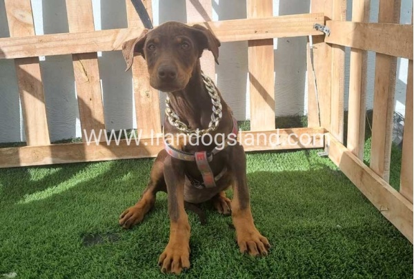 --doberman-129_5