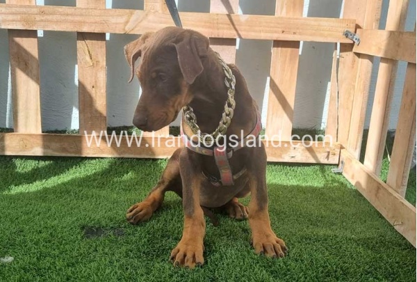 --doberman-129_6