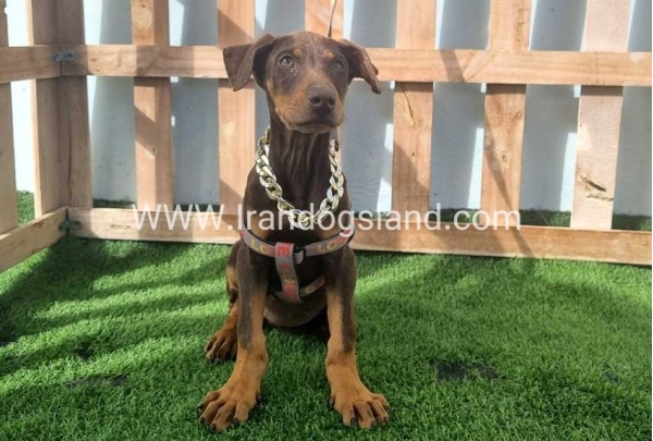 --doberman-129_8