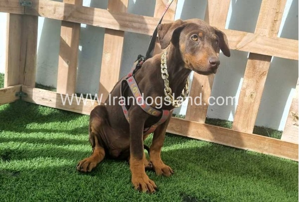 --doberman-129_9