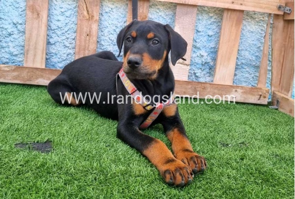 --doberman-130_1