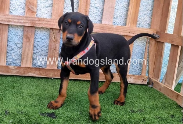 --doberman-130_10