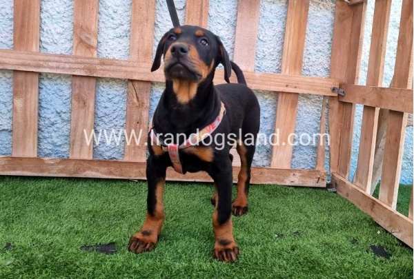 --doberman-130_11