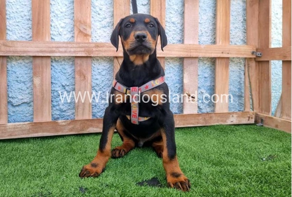 --doberman-130_12