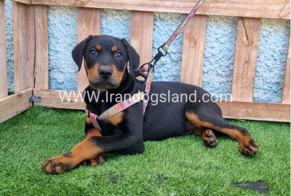 --doberman-130_2