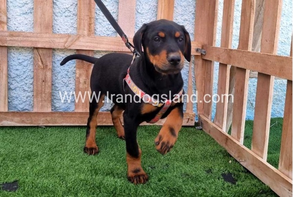 --doberman-130_3
