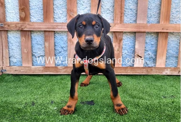 --doberman-130_5