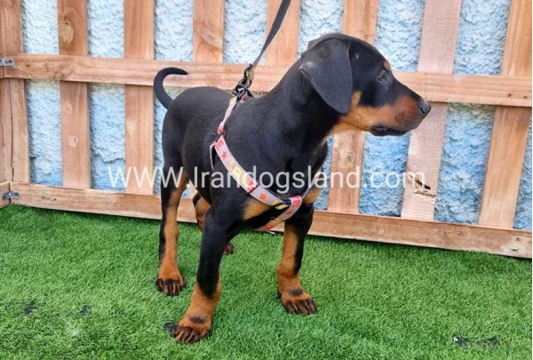 --doberman-130_6