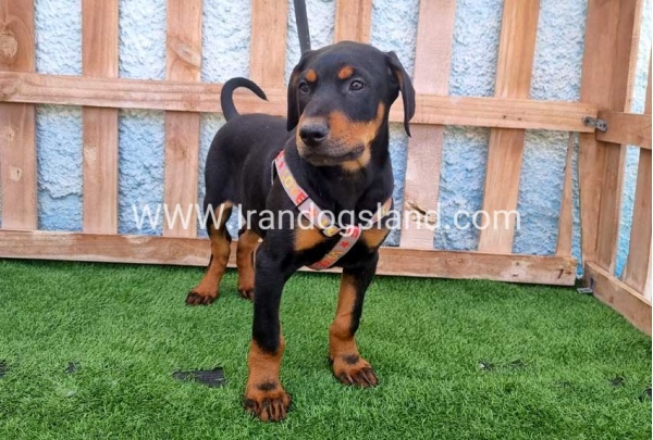 --doberman-130_8