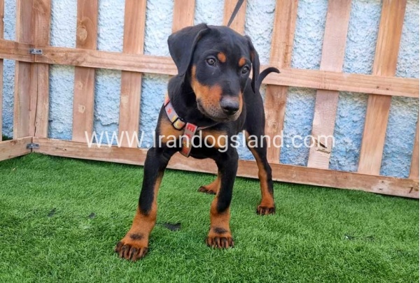 --doberman-130_9