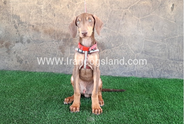 --doberman-32_10