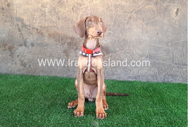 --doberman-32_11