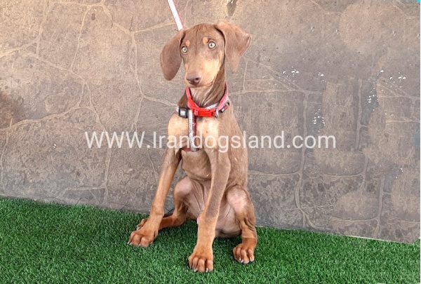 --doberman-32_2