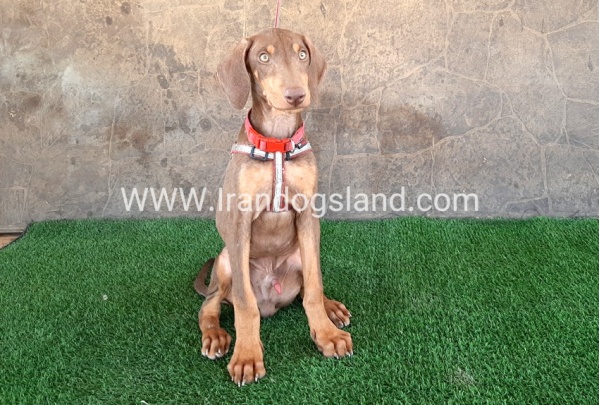 --doberman-32_4