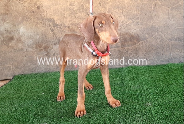 --doberman-32_5