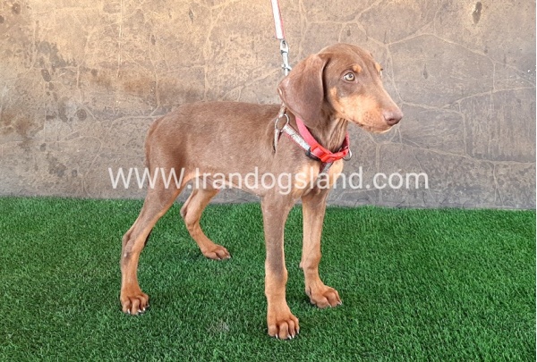 --doberman-32_6
