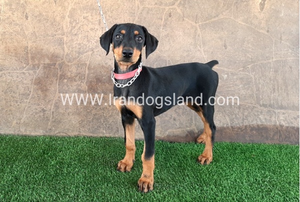 --doberman-33_1