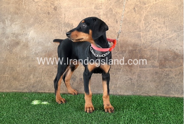 --doberman-33_10