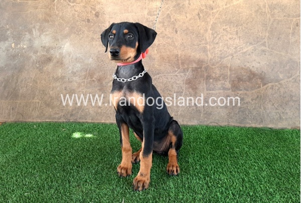 --doberman-33_11