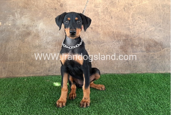 --doberman-33_12