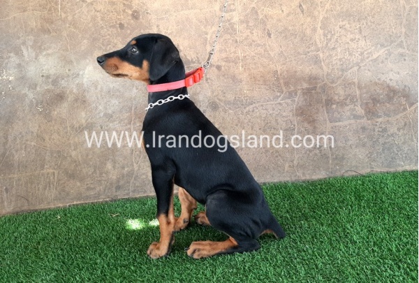 --doberman-33_13
