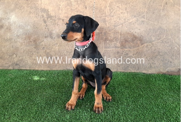 --doberman-33_3