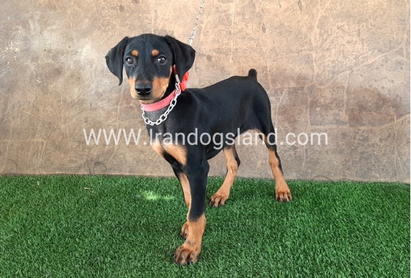 --doberman-33_4