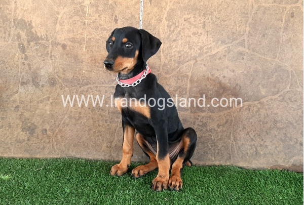 --doberman-33_5
