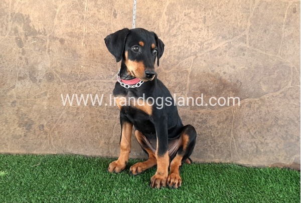 --doberman-33_6