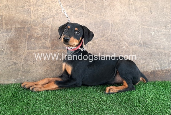 --doberman-33_8