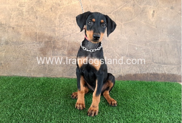 --doberman-33_9
