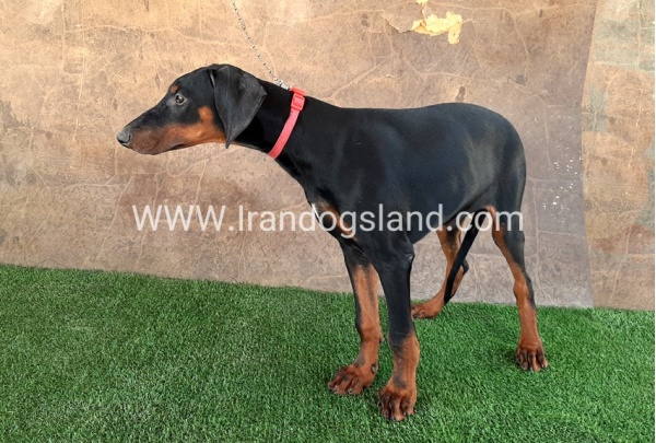 --doberman-34_1