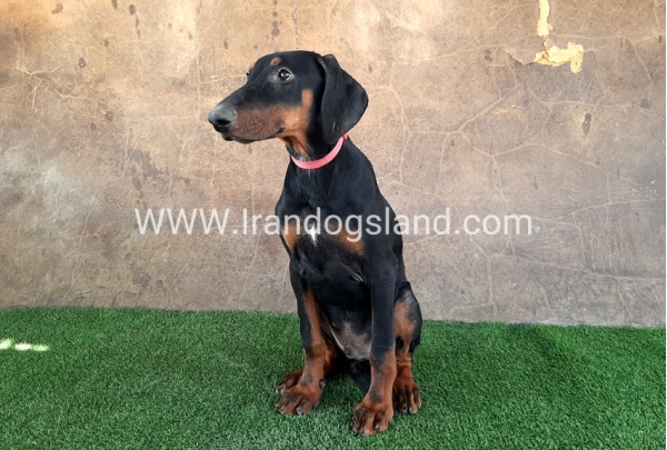 --doberman-34_10