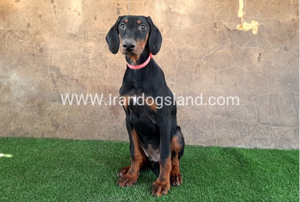 --doberman-34_11