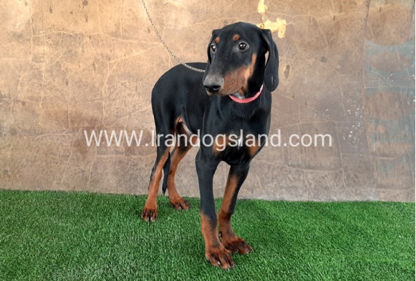 --doberman-34_12