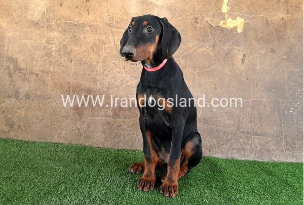--doberman-34_13