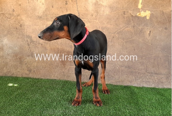 --doberman-34_2