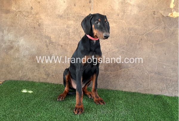 --doberman-34_3
