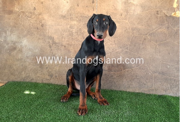 --doberman-34_4