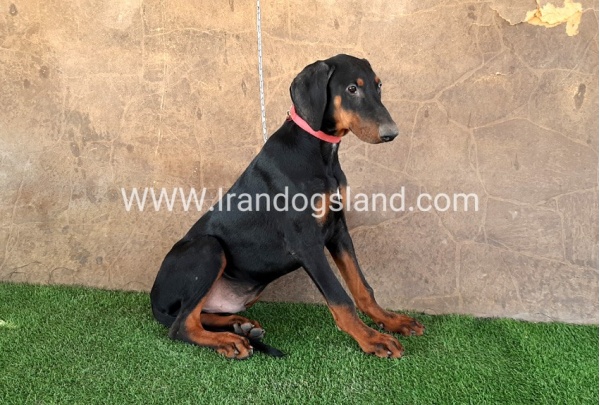 --doberman-34_5