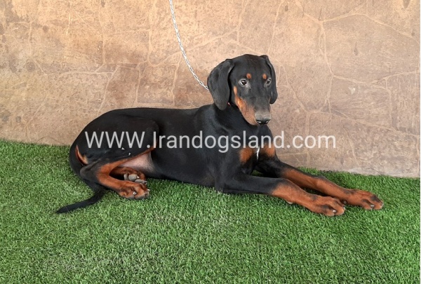 --doberman-34_6