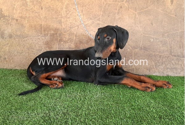 --doberman-34_7