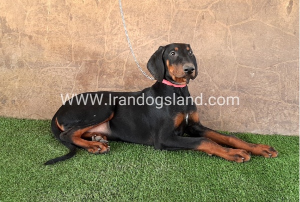 --doberman-34_8