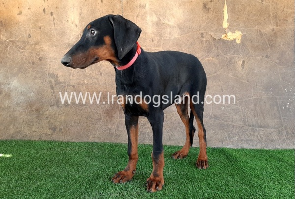 --doberman-34_9