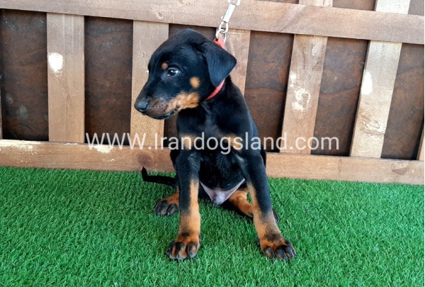 --doberman-35_1
