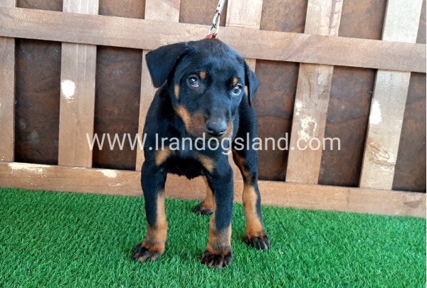 --doberman-35_10