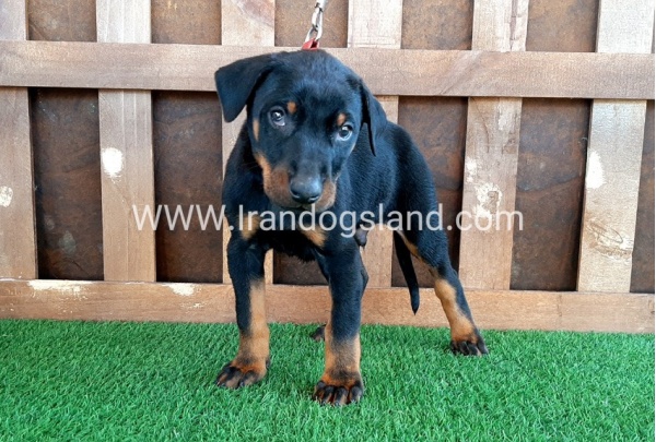 --doberman-35_11