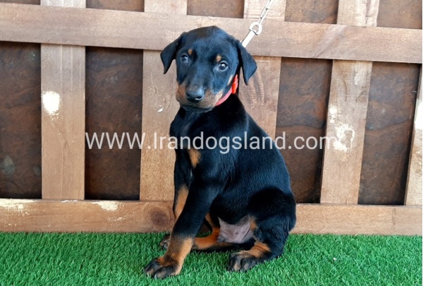 --doberman-35_12