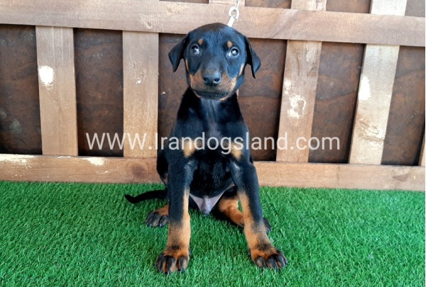 --doberman-35_2